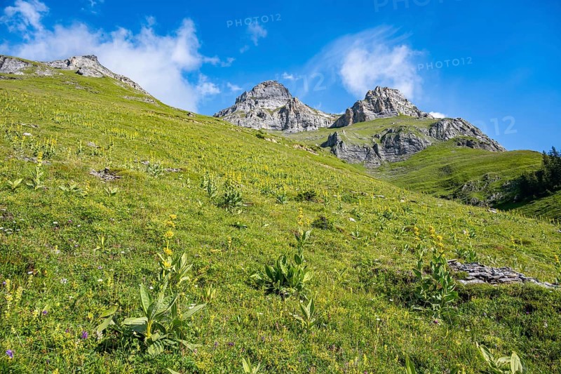 Mountain meadow with Great yellow gentian (Gentiana lutea), Bernese Alps, Bernese Oberland, Switzerland