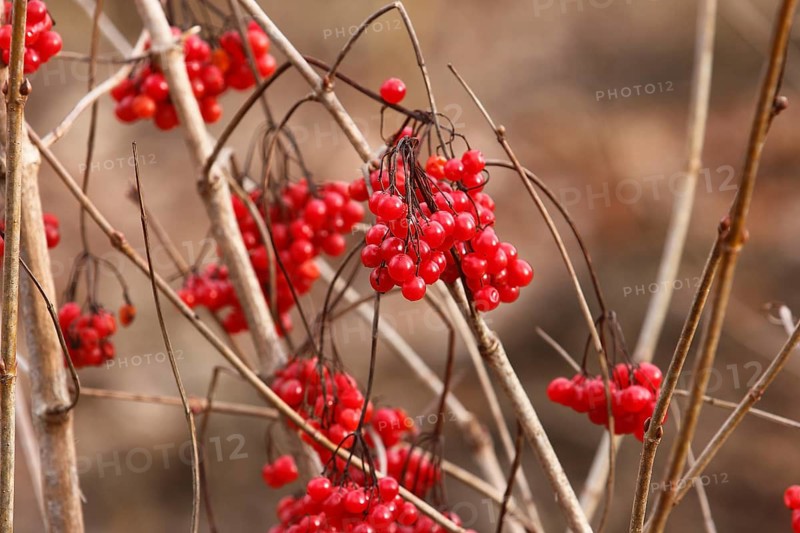 Fruits Guelder rose (Viburnum opulus), in winter, North Rhine-Westphalia, Germany