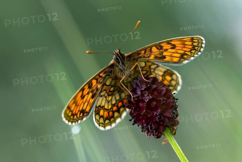 Common butterflies, heath fritillary, melitaea athalia, quail wheat moth, butterfly, insects, butterfly, butterflies, butterflies