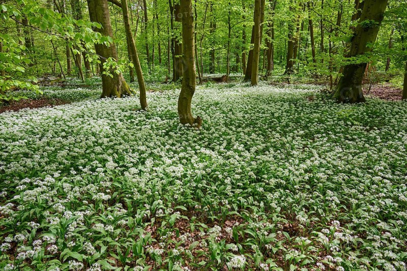 White-flowered ground under a green canopy of deciduous trees in the forest, wild garlic (Allium ursinum), spring, Bullau, Erlensee, Hanau, Hesse, Germany