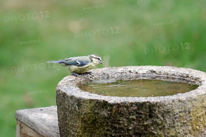 Blue Tit (Cyanistes caeruleus), young bird, bird bath, water droplets