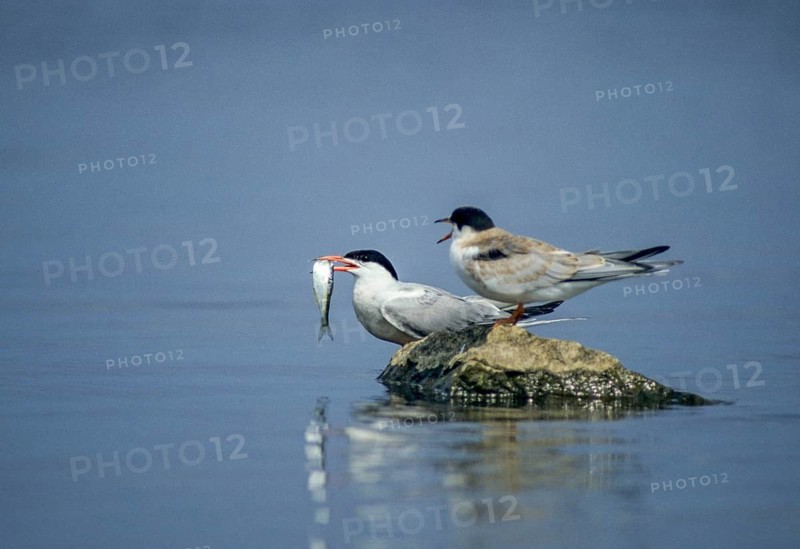 Common tern, common tern, sterna hirundo, adult, birds, charadriiformes, adult, feeding, sexually mature, adolescent, juvenile, leo, limikolen, tern, birds