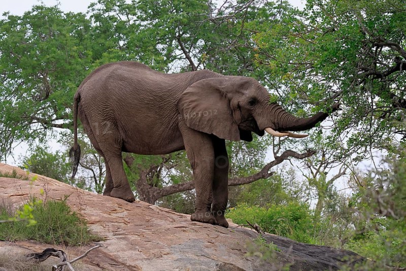 African elephant (Loxodonta africana), adult, foraging, Kruger National Park, Kruger National Park, South Africa