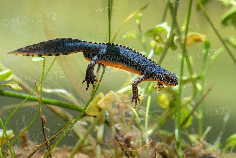 Alpine newt, mountain newt, ichthyosaura alpestris, mesotriton alpestris, triturus alpestris, amphibians, amphibians, amphibians, amphibians, amphibians, amphibians, amphibians, amphibians, amphibians, amphibians, amphibians, amphibians, amphibians, amphibians, amphibians, amphibians, amphibians, amphibians, amphibians, amphibians, amphibians, amphibians, amphibians, amphibians
