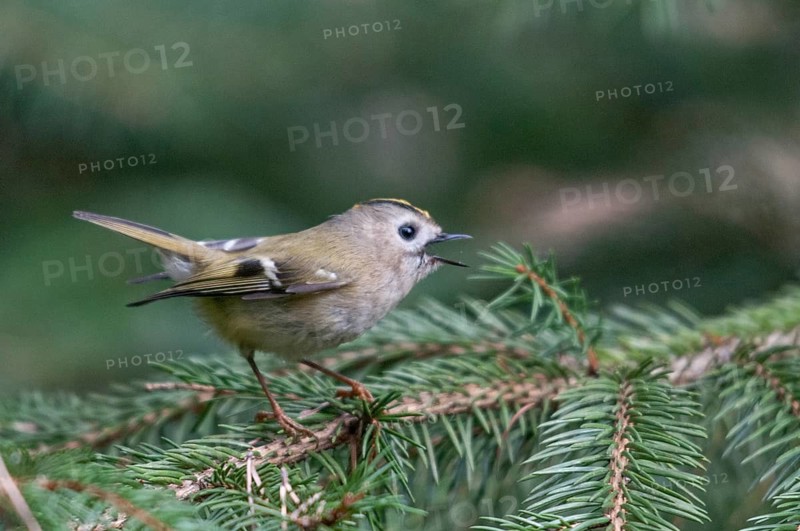 Goldcrest, golden chicken, Regulus regulus, winter golden grouse, birds, song, passeri, singing, songbirds, birds