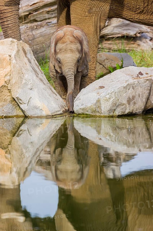 Adult female African elephant (Loxodonta africana) with 4 month old baby at a water hole, with reflection of elephants