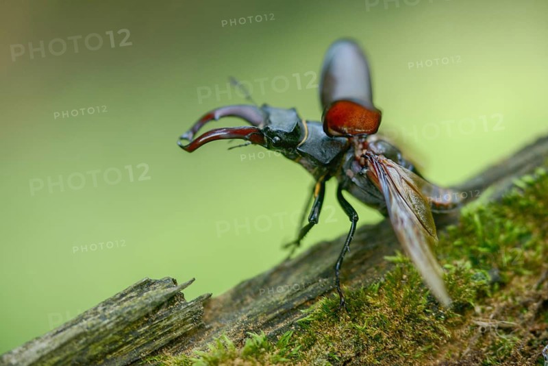 Thundergugi, firecracker, stag beetle, hornschröter, Lucanus cervus, Schröter, Beetle, Coleoptera, flying, flight, insects, beetles, male, stag beetle