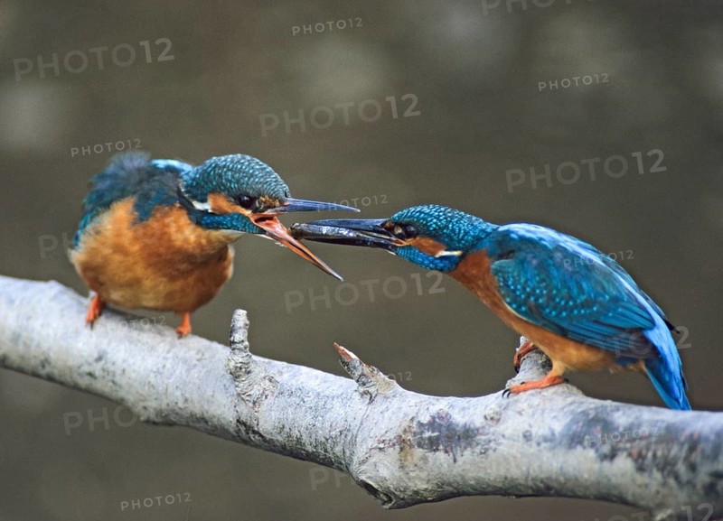 Alcedo Atthis, kingfisher, alcedinidae, birds, kingfishers, female, feeding, leo, male, river kingfishers, birds, female