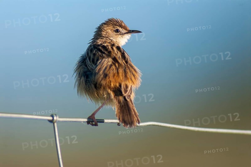Cist-singers, cisticola juncidis, fan-tailed warblers, zitting cisticola, birds, extremadura, high size, passeri, songbirds, songbirds, Spain, birds