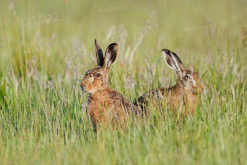Brown hares (Lepus europaeus) sitting in a wild meadow, North Rhine-Westphalia, Germany