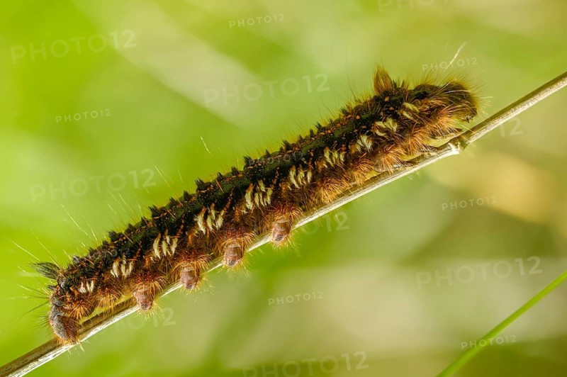 Euthrix potatoria, hen, grass hen, lasiocampidae, drinker, mealyworm, insects, moths, moths, caterpillar, butterflies
