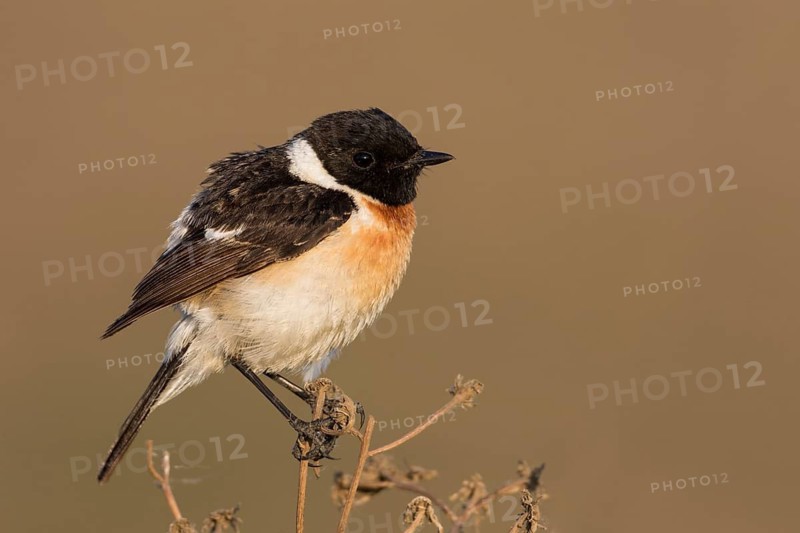 Siberian Stonechat - Pallasschwarzkehlchen - Saxicola maurus, Russia (Ural), adult male