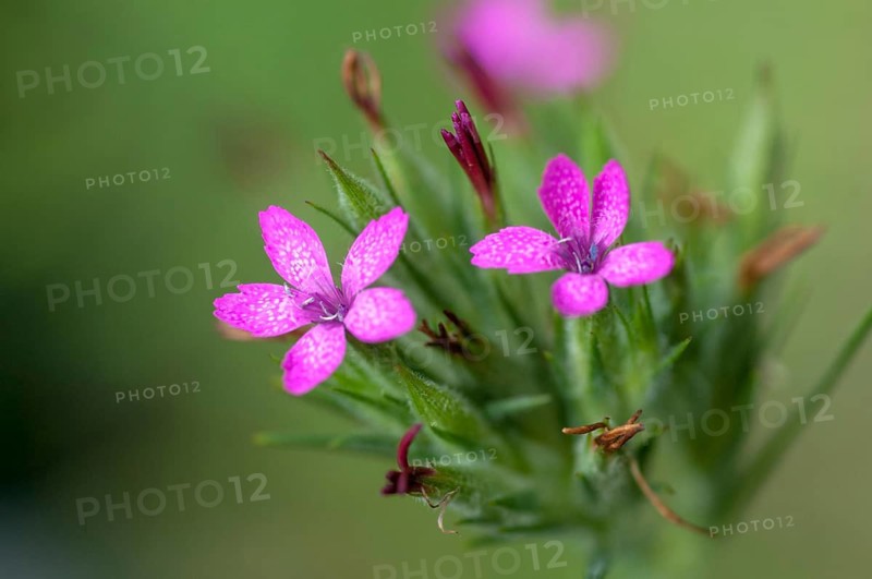 Tuft clove, caryophyllaceae, deptford pink, dianthus armeria, grass pink, clove family, rough clove, flora, plants, plants