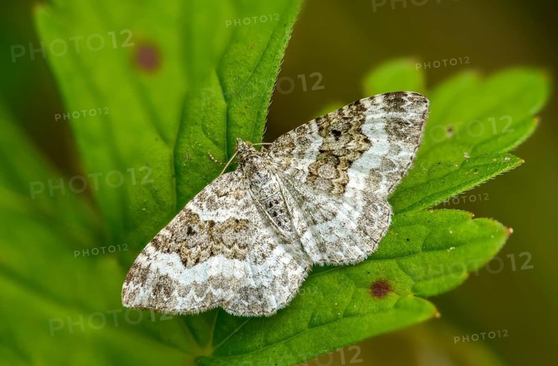 Epirrhoea alternata, geometridae, grit weeding, weeding, tensioner, butterfly, common carpet, insects, moths, moths, moths, butterfly, white-banded toothed carpet