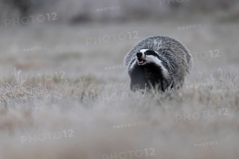 European badger (Meles meles), Bitburg, Rhineland-Palatinate, Germany