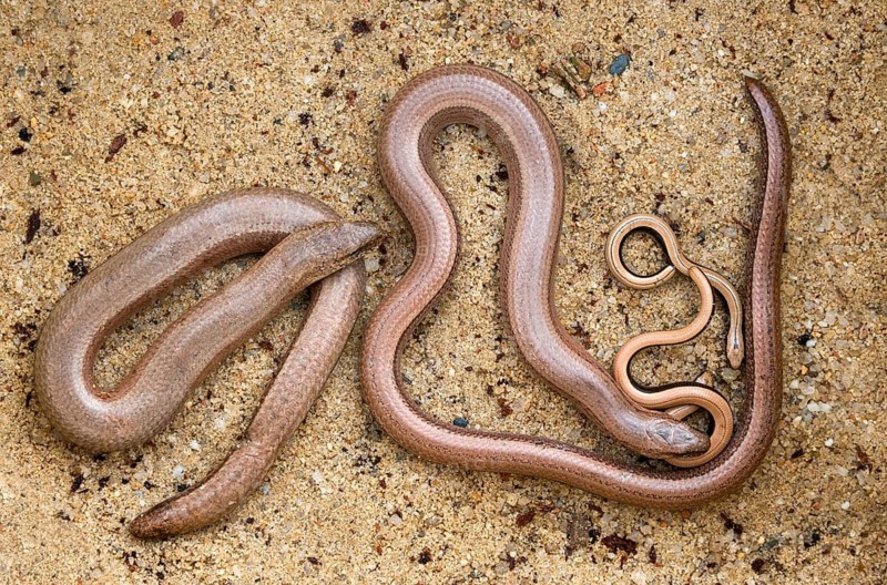 Anguis fragilis, slow worm, western slow worm, adult, blindworm, deaf adder, hazelworm, juvenile, reptiles, lizards, long-cripple, reptilia, reptiles, slowworm