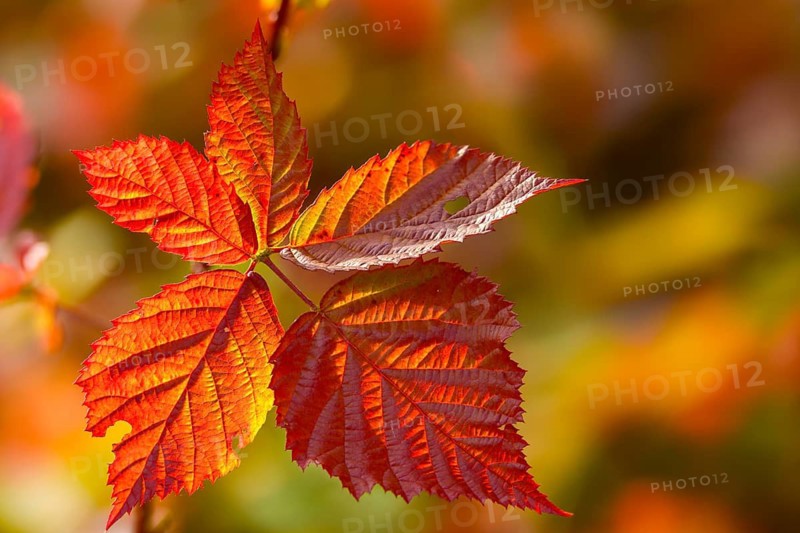 Blackberry, real blackberry, autumn colors, Rubus fruticosus agg., autumn, blackberry, flora, autumn, autumn leaves, plants