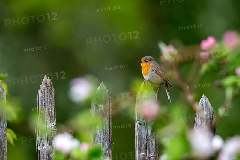 Erithacus rubecula, fruit tree blossom, robin, robins, birds, spring, garden birds, garden fence, passeri, songbirds, birds