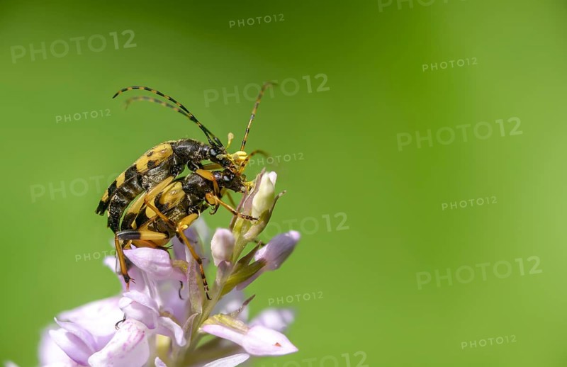 Black and yellow longhorn beetle, cerambycidae, spotted larbock, harlequin longhorn, leptura maculata, rutpela maculata, strangalia maculata, beetle, longhorn, coleoptera, insects, copula, beetles, mating, spotted longhorn