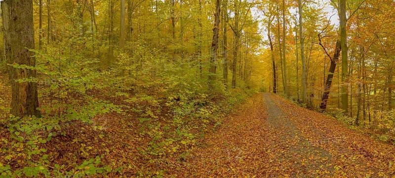 Eleventh hour, Greiz-Werdauer-Wald, Thuringia, Autumn, Herbswald, Landscape, Landscape, Vogtland