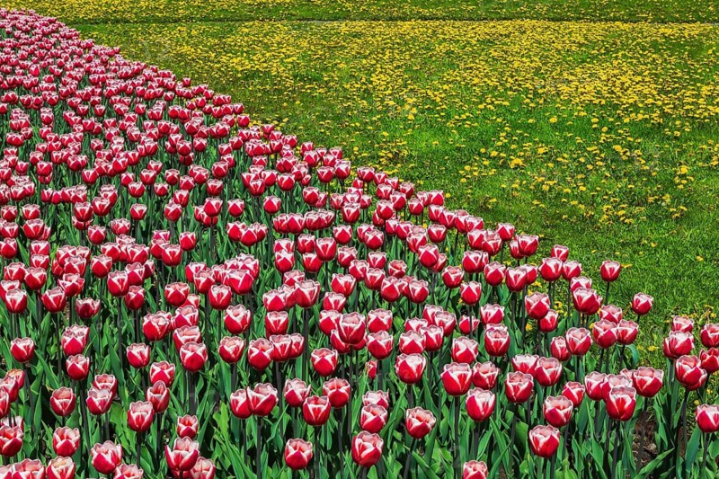 Red and white 'Canadiana' - Triumph Tulips and yellow Taraxacum officinale - Dandelion flowers in green grass lawn in spring, Reception Garden, Montreal Botanical Garden, Quebec, Canada