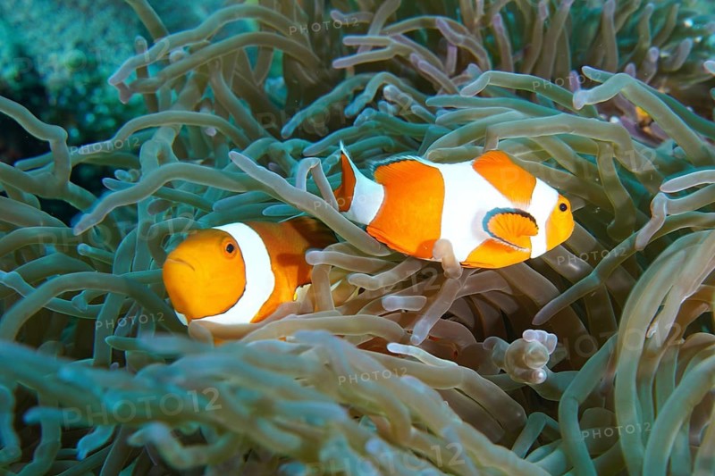 Two Ocellaris Clownfish (Amphiprion ocellaris), Nemo, hidden amongst the tentacles of a sea anemone, SD dive site, Nusa Ceningan, Nusa Penida, Bali, Indonesia