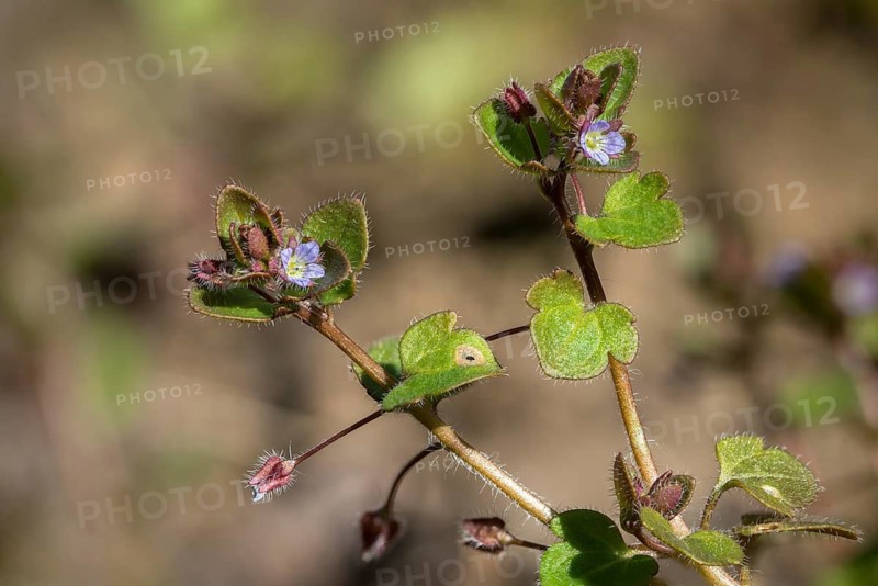 Ivy honorary prize, ivy leaf honorary prize, plantaginaceae, Veronica hederifolia, plantain plants, flora, ivy-leaved speedwell, plants, plants