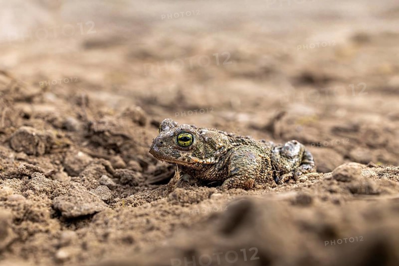 A toad resting on dry, earthy ground in its natural habitat, common toad (Epidalea calamita, Bufo calamita), close-up, Baden-Württemberg, Germany