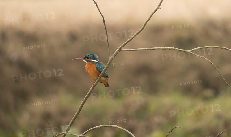 A kingfisher (Alcedo atthis), Sreepur, Gazipur, Bangladesh
