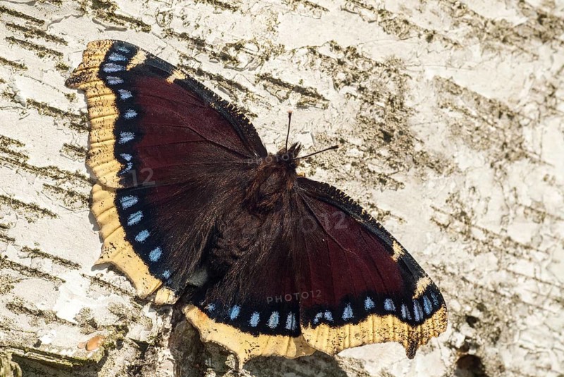 Camberwll beauty, mourning cloak, nymphalis antiopa, mourning cloak, butterfly, insects, butterfly, butterflies