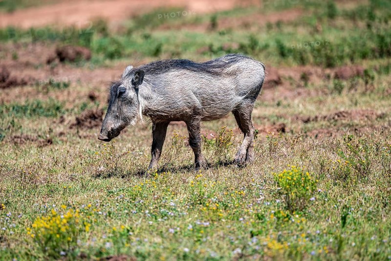 Warthogs (Phacochoerus africanus), Addo-Elefant National Park, Eastern Cape, South Africa