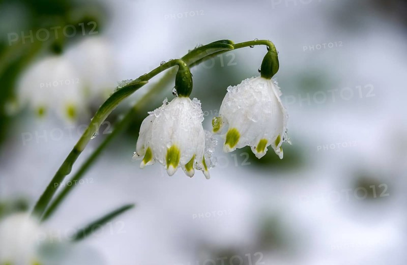 Amaryllidaceae, spring knot flower, leucojum vernum, fairy tale cup, daffodil, flora, plants, plants, spring snowflake