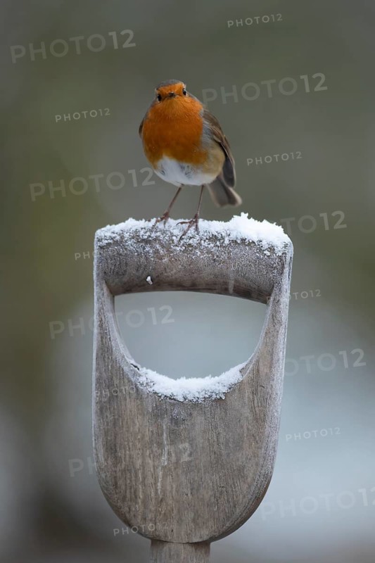 European robin (Erithacus rubecula) adult bird on a snow covered garden fork handle in winter, Suffolk, England, United Kingdom