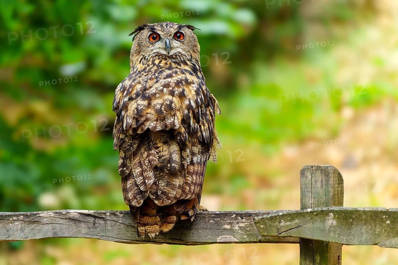 Eurasian Eagle-owl (Bubo bubo), Germany, an owl perched on a wooden fence against a blurred green background in the forest