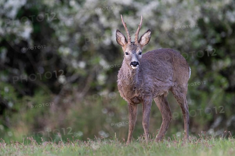 Roebuck (Capreolus capreolus), Rhineland-Palatinate, Germany
