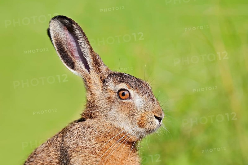 European hare (Lepus europaeus), young hare, portrait, North Rhine-Westphalia, Germany