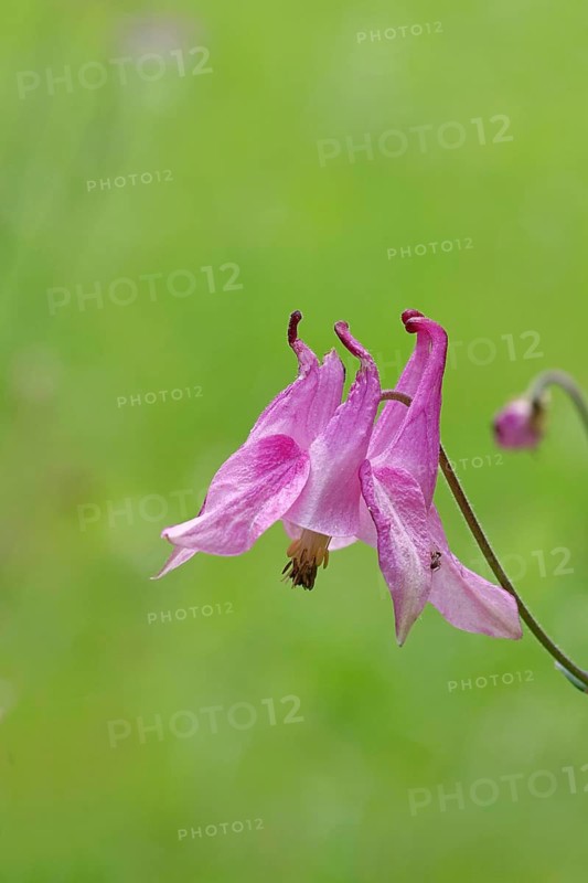 Common Columbine (Aquilegia vulgaris), pink flower at the edge of the woodland, in spring, Wilnsdorf, North Rhine-Westphalia, Germany