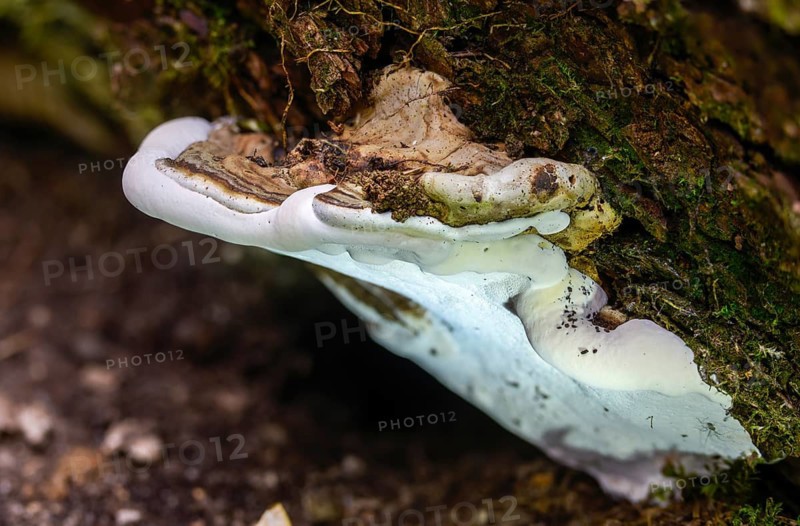 Flat lacquer porling, ganoderma applanatum, ganoderma lipsiense, lacquer porling, painter's mushroom, artist's bracket, artist's conk, artist's fungus, bear bread, fungi, mushrooms