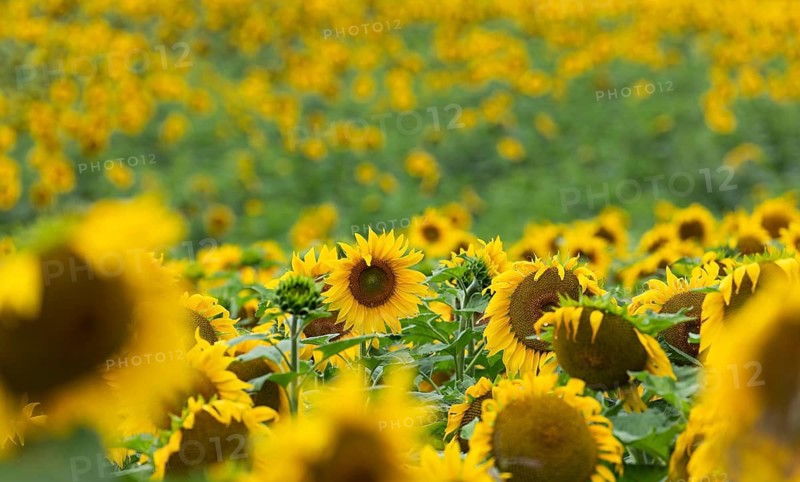 Horizontal close-up view of vibrant yellow blooming sunflowers (Helianthus annuus) in a field with a soft, blurred yellow background. Hallertau, Bavaria, Germany