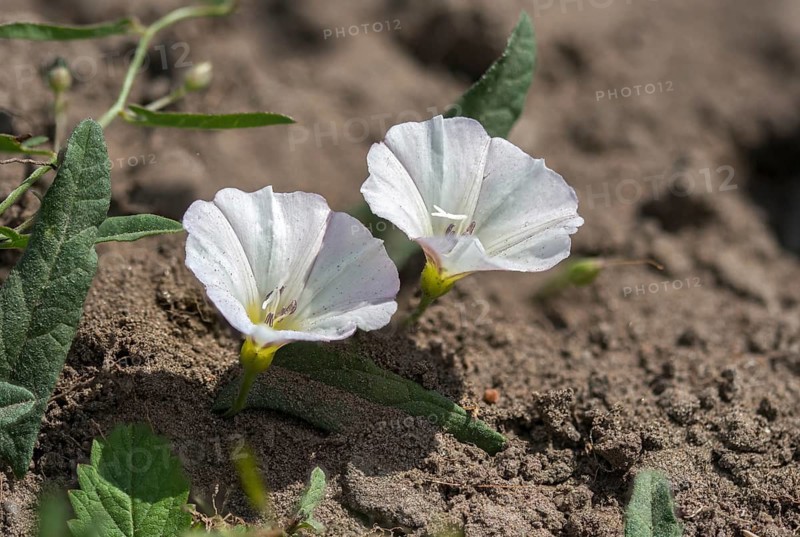 Field Winds, Convolvulaceae, Convolvulus Arvensis, Winch, Field Bindweed, Flora, Plants, Winds