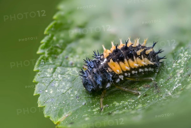 Asian ladybeetle, Asian ladybug, coccinellidae, coccinellinae, harlequin ladybug, harmonia axyridis, ladybug, beetle, coleoptera, harlequin, insects, beetle, larva, multicolored Asian