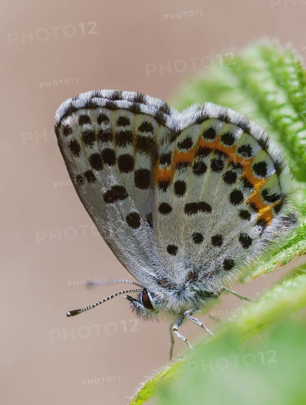 Chequered blue, midget blue, Scolitantides Orion, butterfly, high size, portrait format, insects, butterflies, butterflies, butterflies