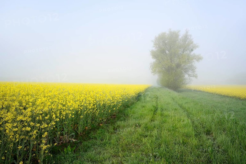 White willow (Salix alba) and a field of flowering rapeseed (Brassica napus) in the morning mist, North Rhine-Westphalia, Germany