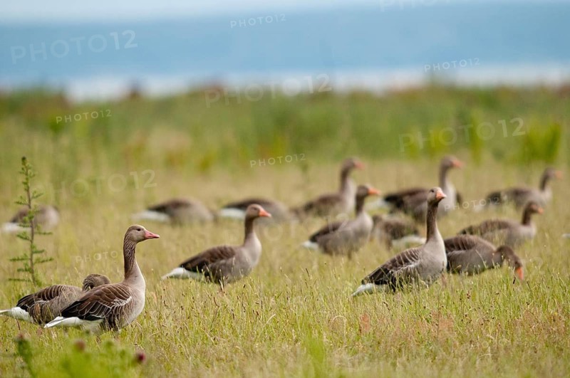 Anser Anser, Greylag or Graylag Goose, Grelag Goose, Anatidae, Birds, Duckbirds, Goose, Geese, Birds, Waterbirds