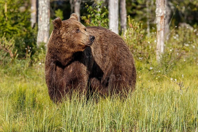 Brown Bear (Ursus arctos), on forest, Kainuu, Finland