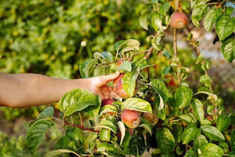 A child's hand plucks an apple from an apple branch. A boy harvests ripe apples grown in the garden