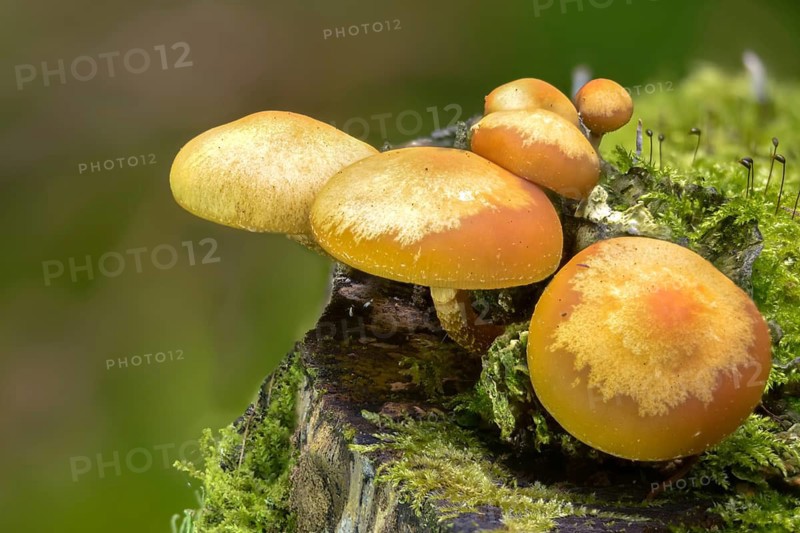 Real stick sponge, European stick sponge, Galerina mutabilis, common stick sponge, Kühneromyces mutabilis, Pholiota mutabilis, stick sponge, stick scrub, fungi, fungus, mushrooms, sheathed woodtuft