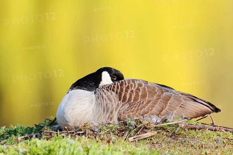 Canada goose (Branta canadensis) sitting brooding on the nest, North Rhine-Westphalia, Germany