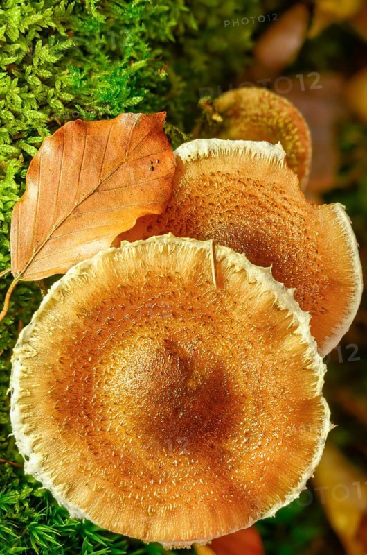 Armillaria ostoyae, armillaria polymyces, armillaria solidipes, brown honey mushroom, dark honey mushroom, dark honey, common honey mash, honey marsh, softwood honey mash, fungi, fungus, high size, vertical format, mushrooms