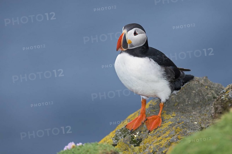 Atlantic Puffin (Fratercula arctica) on cliff, Iceland